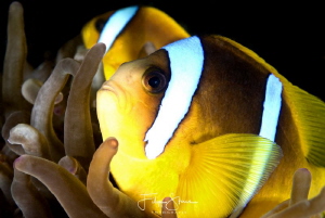 Clownfish, Dahab, Red sea. by Filip Staes 